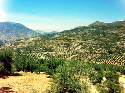 La culture des oliviers en Andalousie