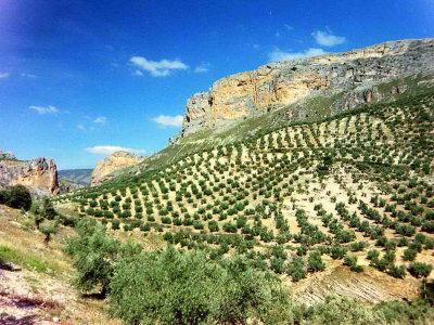 Les oliviers d'Andalousie