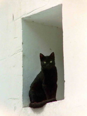 Le chat noir de Cordoue