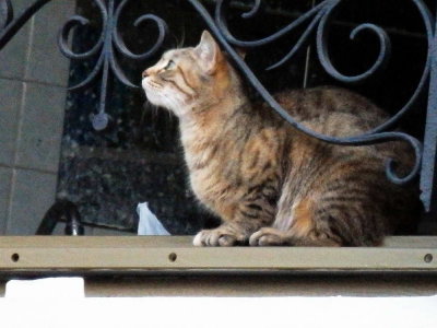 Le chat de la voisine de la rue Pasteur  Pau