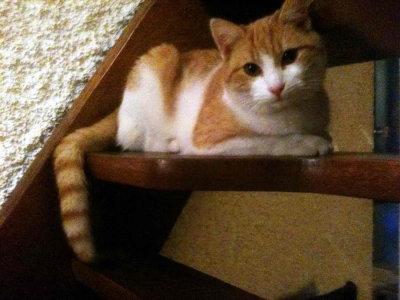 Aldo, le Chat de Madeleine, le jour où il a été baptisé en janvier 2015