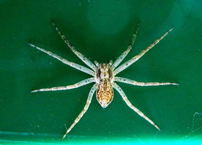 Petite (1 cm d'envergure), mais très agile !