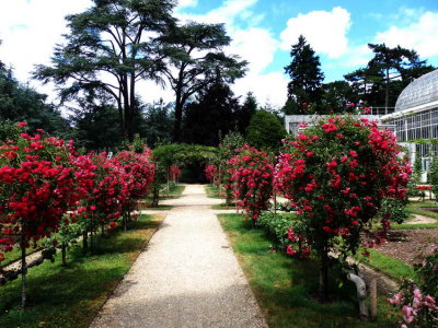 L'alle des rosiers