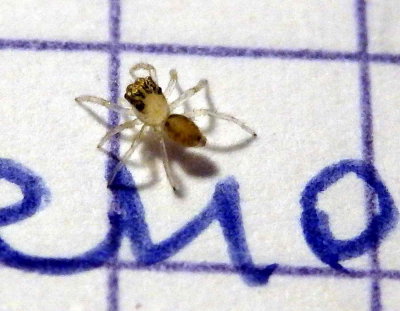 Mini araignée (2 mm), fille de la précédente