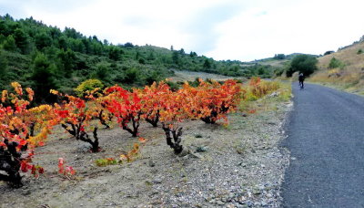 Ces vignes ont donné le fameux vin des côtes du Roussillon