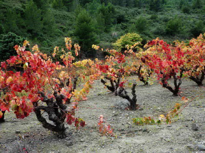 Après les fruits elles offrent les couleurs