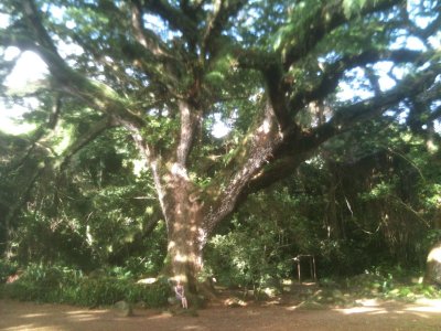 Grand Zamana de Martinique