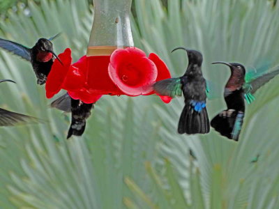 Colibris volant autour d'une fontaine de nectar
