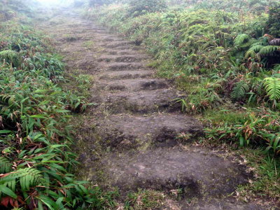 Chemin qui mène au Plateau des Palmistes