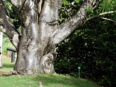 Baobab d'Afrique (Adansonia Digitata)