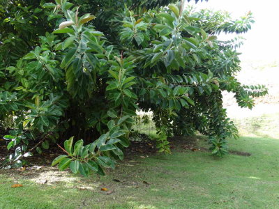 Et voilà le Ficus Elastica (caoutchouc) qui fait de si belles feuilles