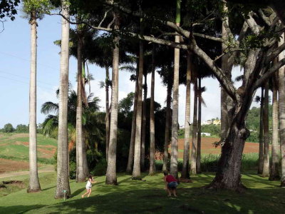 Enfants jouant dans le parc aux palmiers royaux