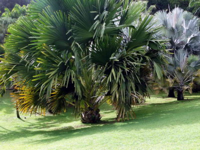 Palmiers martiniquais du parc Clément