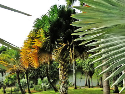 Les palmiers du parc Clément