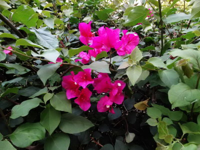 Fleur de bougainvillier