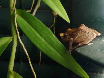 Petite grenouille hurleuse de Martinique