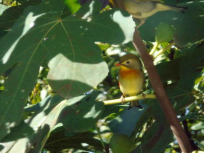 DSC00162.jpg
