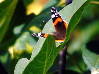 Papillon Vulcain (Vanessa Atalanta)