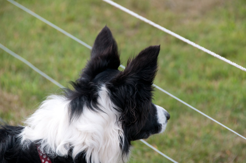 DSC_1155.jpg