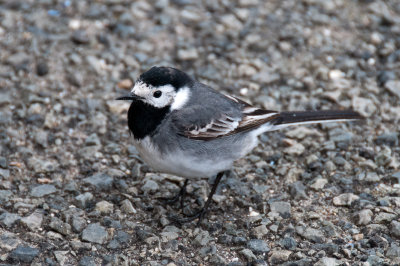 DSC_4401.jpg