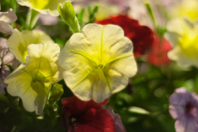 DSC_5984.jpg