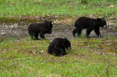 DSC_7981.jpg