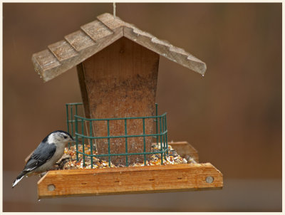 At the Feeder