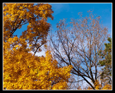 Fall Colors