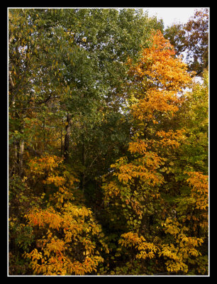 Fall is About Here