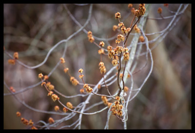Budding Maple