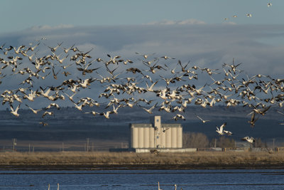 Klamath Birds Feb 2014