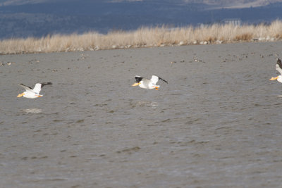 Klamath 2014-605.JPG