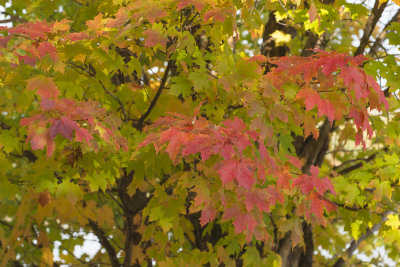 Fall 2014 -379.JPG