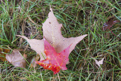 Fall 2014 -522-2.JPG