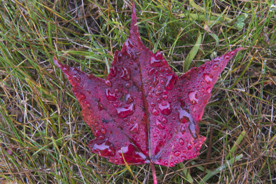 Fall 2014 -547-2.JPG