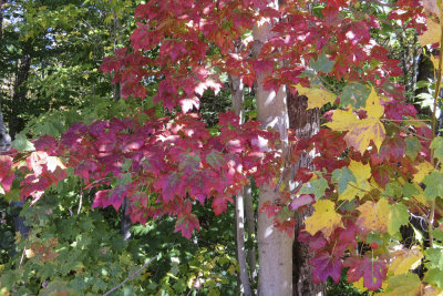 Fall 2014 -575.JPG