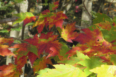 Fall 2014 -586.JPG