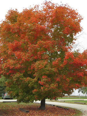 Fall 2014 -370.JPG