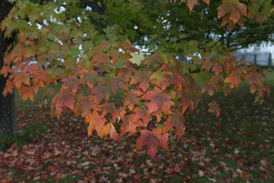 Fall 2014 -514-2.JPG