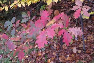 Fall 2014 -731.JPG