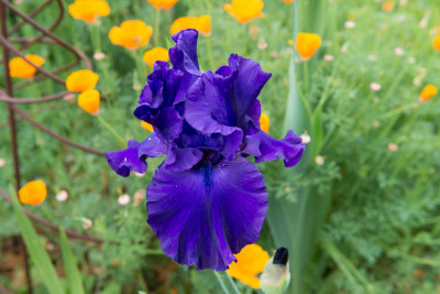 Baclyard flowers -39.jpg