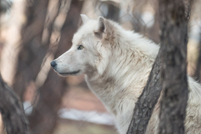 Bosque-2935-Edit.jpg