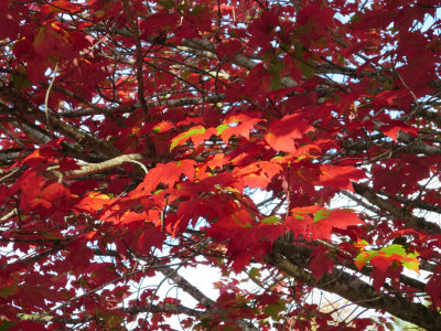 Fall 2014 -1262.jpg
