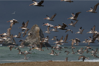 Pelican 263 10 31 2008.jpg