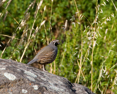 Quail Spring Lake.jpg