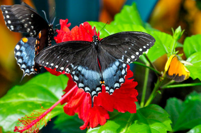 SF 4 08 d300_163.jpg