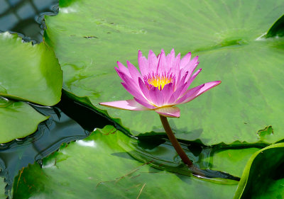 Water lily sf conserv1 072.jpg