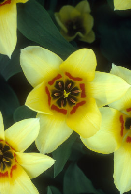 Yellow tulips heal.jpg