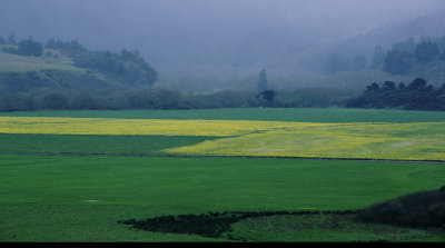 mendo mustard fog 4k 12rs  crop corr copy.jpg