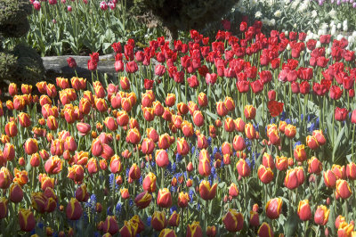 skagit valley9602 copy.jpg